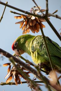 Preview wallpaper red-masked parakeet, parrot, branch, wildlife