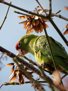 Preview wallpaper red-masked parakeet, parrot, branch, wildlife