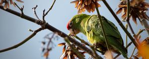 Preview wallpaper red-masked parakeet, parrot, branch, wildlife