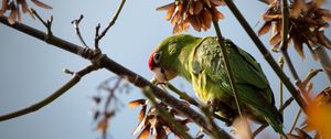 Preview wallpaper red-masked parakeet, parrot, branch, wildlife