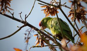 Preview wallpaper red-masked parakeet, parrot, branch, wildlife