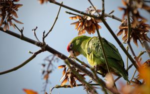 Preview wallpaper red-masked parakeet, parrot, branch, wildlife