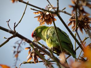 Preview wallpaper red-masked parakeet, parrot, branch, wildlife