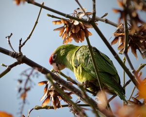 Preview wallpaper red-masked parakeet, parrot, branch, wildlife