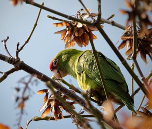 Preview wallpaper red-masked parakeet, parrot, branch, wildlife