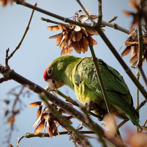 Preview wallpaper red-masked parakeet, parrot, branch, wildlife