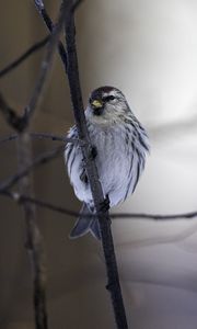 Preview wallpaper redpoll, bird, beak, branch