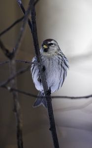 Preview wallpaper redpoll, bird, beak, branch