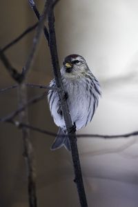 Preview wallpaper redpoll, bird, beak, branch