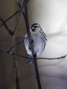 Preview wallpaper redpoll, bird, beak, branch