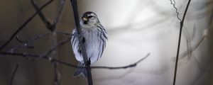 Preview wallpaper redpoll, bird, beak, branch