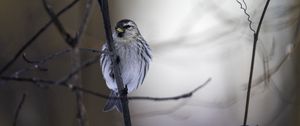 Preview wallpaper redpoll, bird, beak, branch