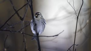 Preview wallpaper redpoll, bird, beak, branch