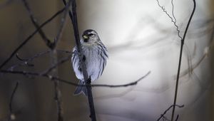 Preview wallpaper redpoll, bird, beak, branch