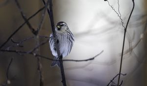 Preview wallpaper redpoll, bird, beak, branch