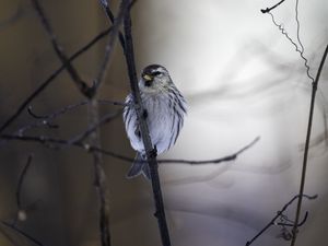 Preview wallpaper redpoll, bird, beak, branch