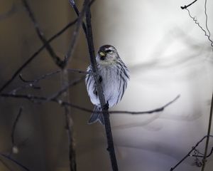 Preview wallpaper redpoll, bird, beak, branch