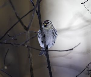 Preview wallpaper redpoll, bird, beak, branch