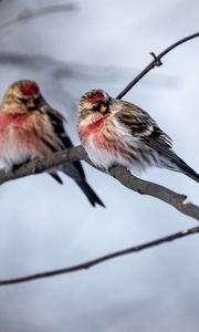 Preview wallpaper redpoll, bird, branch, blur, wildlife