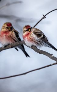 Preview wallpaper redpoll, bird, branch, blur, wildlife