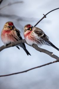 Preview wallpaper redpoll, bird, branch, blur, wildlife