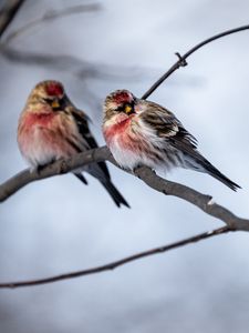 Preview wallpaper redpoll, bird, branch, blur, wildlife