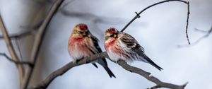 Preview wallpaper redpoll, bird, branch, blur, wildlife