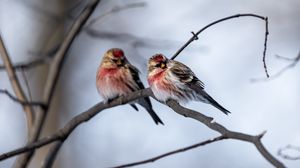 Preview wallpaper redpoll, bird, branch, blur, wildlife