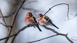 Preview wallpaper redpoll, bird, branch, blur, wildlife