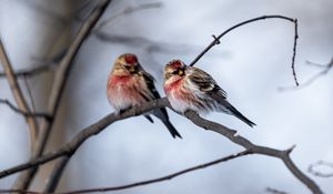 Preview wallpaper redpoll, bird, branch, blur, wildlife