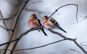 Preview wallpaper redpoll, bird, branch, blur, wildlife