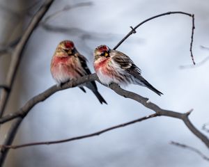 Preview wallpaper redpoll, bird, branch, blur, wildlife