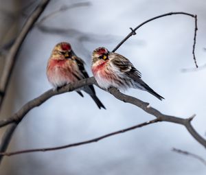 Preview wallpaper redpoll, bird, branch, blur, wildlife