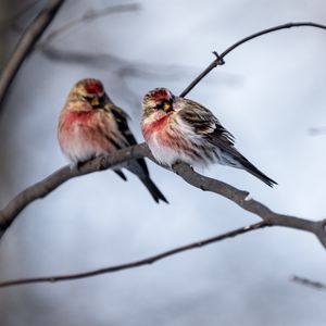 Preview wallpaper redpoll, bird, branch, blur, wildlife