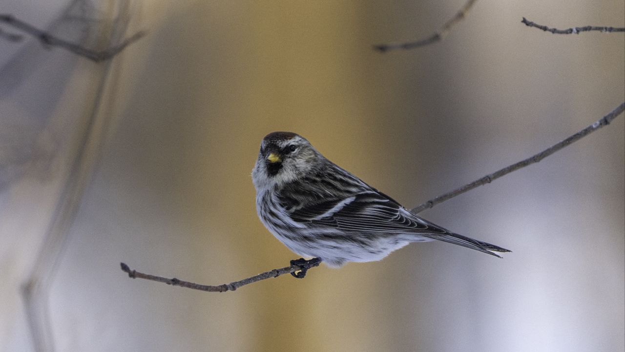 Wallpaper redpoll, bird, branch