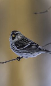 Preview wallpaper redpoll, bird, branch