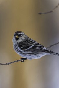 Preview wallpaper redpoll, bird, branch