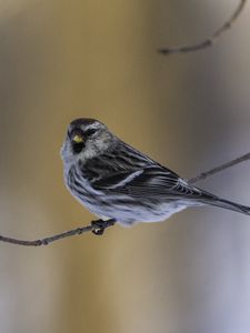 Preview wallpaper redpoll, bird, branch