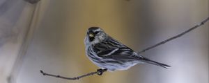 Preview wallpaper redpoll, bird, branch