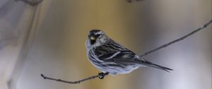 Preview wallpaper redpoll, bird, branch