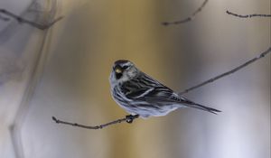 Preview wallpaper redpoll, bird, branch