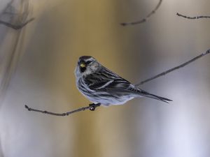 Preview wallpaper redpoll, bird, branch