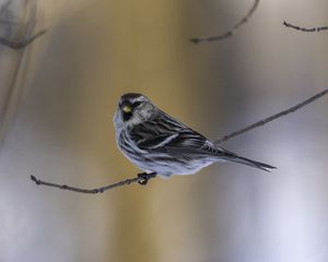 Preview wallpaper redpoll, bird, branch