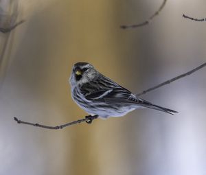 Preview wallpaper redpoll, bird, branch