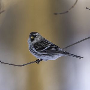 Preview wallpaper redpoll, bird, branch