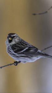 Preview wallpaper redpoll, bird, branch, wildlife