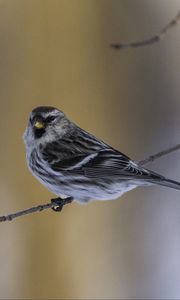 Preview wallpaper redpoll, bird, branch, wildlife