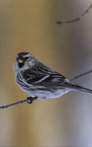 Preview wallpaper redpoll, bird, branch, wildlife