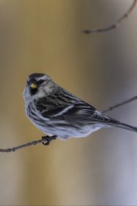 Preview wallpaper redpoll, bird, branch, wildlife