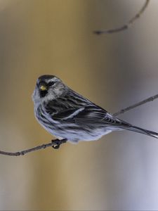 Preview wallpaper redpoll, bird, branch, wildlife